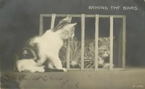 Cat Behind the Bars