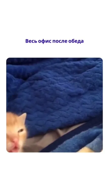 Весь офис после обеда