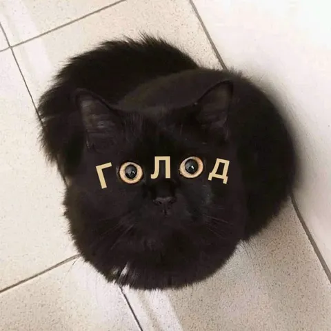 Голодный чёрный кот