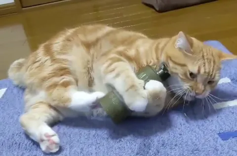 Кот играет с гранатой