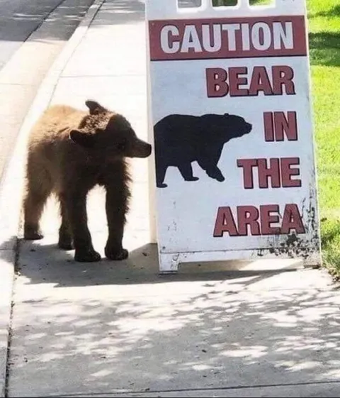 Bear In The Area Sign