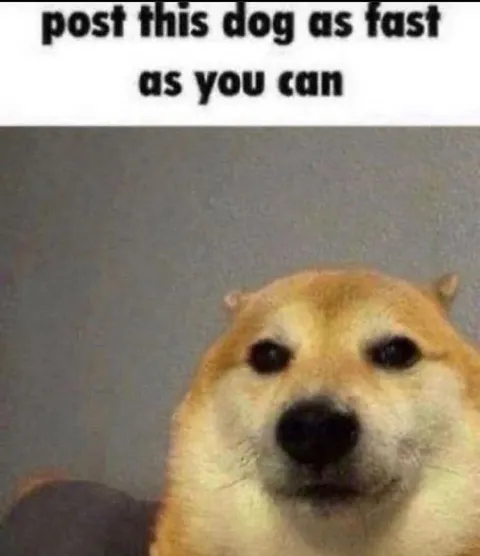 Post This Dog Fast