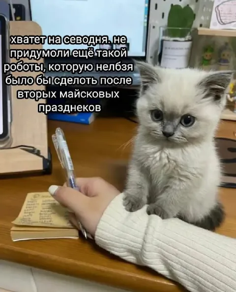 Котёнок откладывает работу