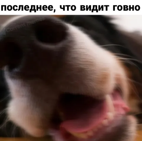 Последнее, что видит говно