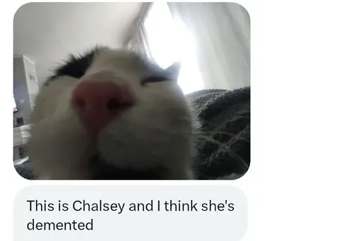 Demented Cat Chalsey