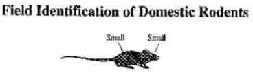 Field Identification of Domestic Rodents