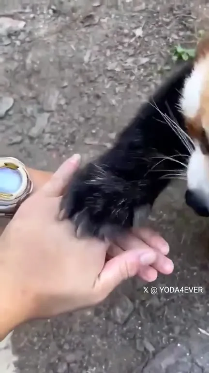Любопытная красная панда