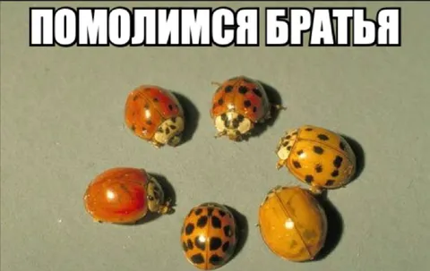 Помолимся братья за божьих коровок