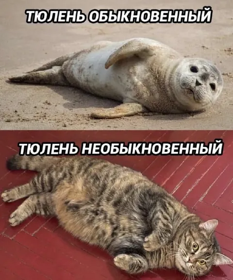 Обычный и необычный тюлень