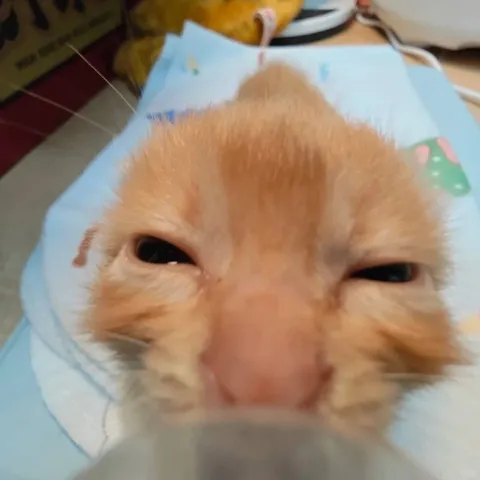 Сонный рыжий кот