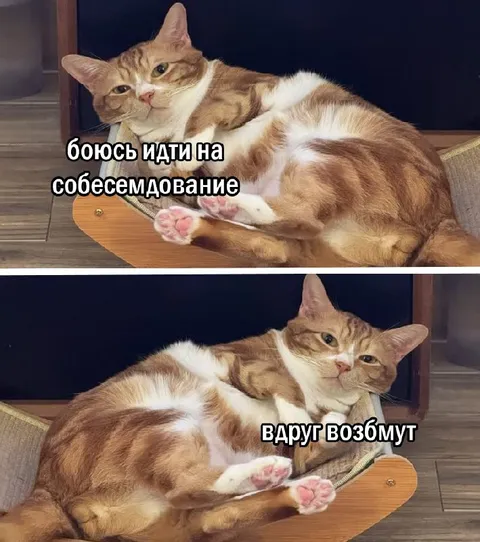 Кот боится идти на собеседование