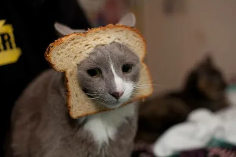Кот в хлебной маске