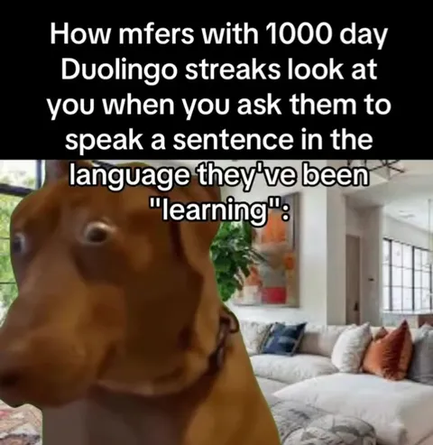 Duolingo Streak Dog Stares