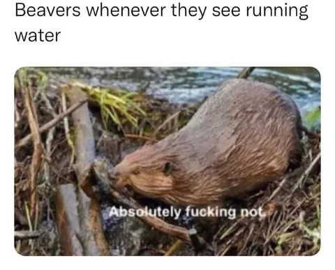 Beavers See Running Water