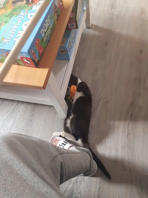 Cat Attacks the Board Games