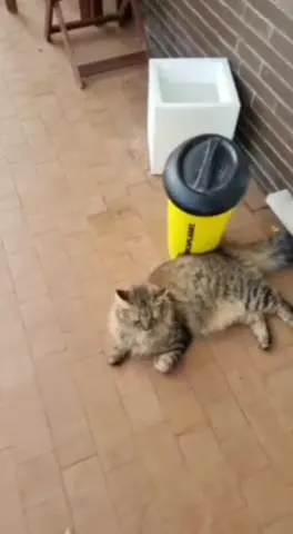 Кот и средний палец