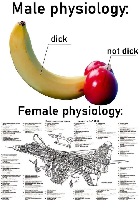 Male and Female Physiology
