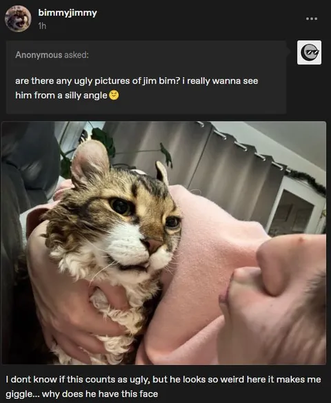 Jim Bim’s Weird Cat Face