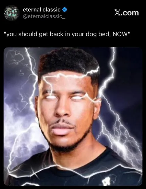 Get Back in Your Dog Bed