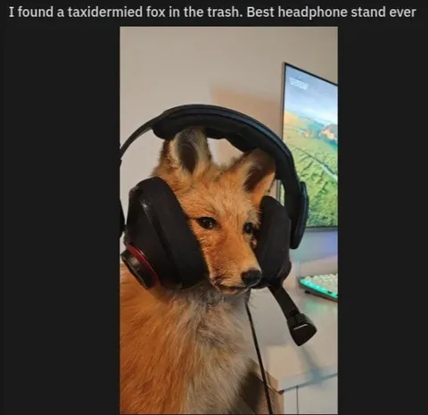 Taxidermied Fox Headphone Stand