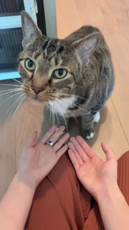 Кот, который даёт лапы