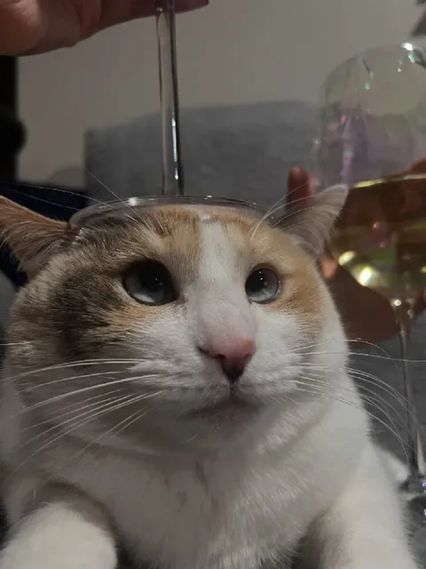 Кот с очень серьёзным взглядом