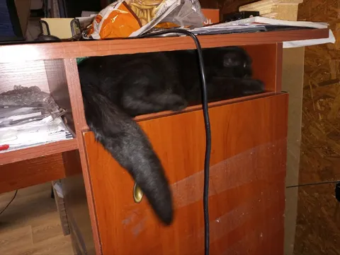Кот устроился в ящике
