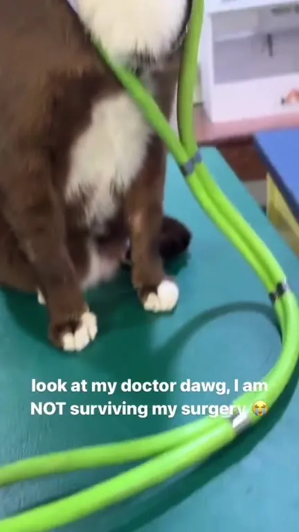 Cat Fears Its Surgery