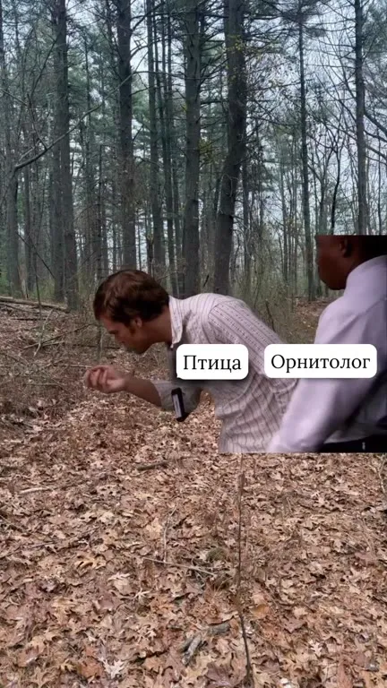 Птица и орнитолог в лесу