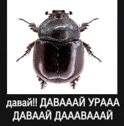 Жук кричит давай