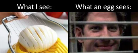 What an Egg Sees