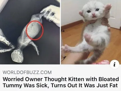 Kitten With a Bloated Tummy