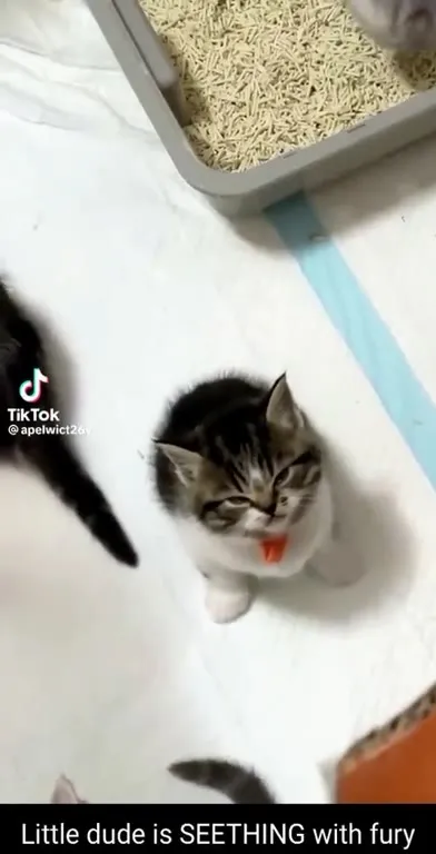 Kitten Seething With Fury