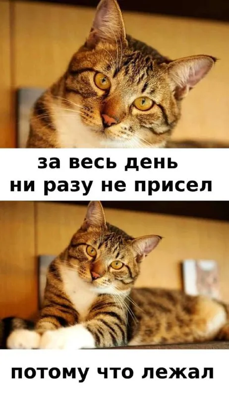 Кот, который весь день лежал