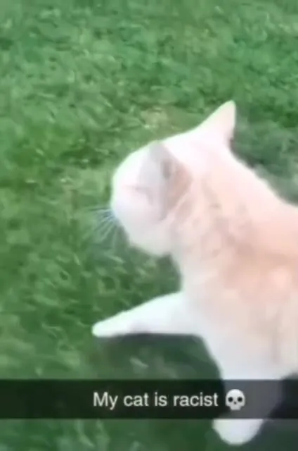 My Cat Is Racist