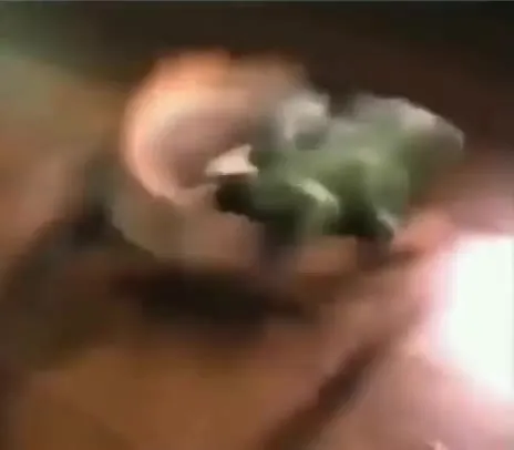 Лягушка взрывается на ходу