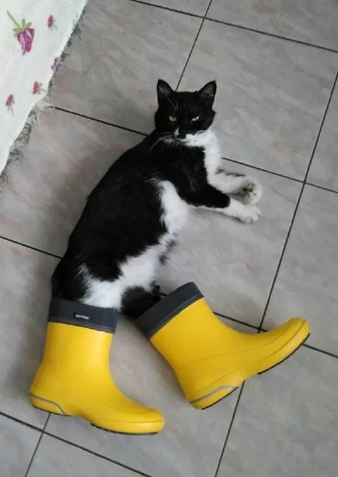 Кот в жёлтых сапогах