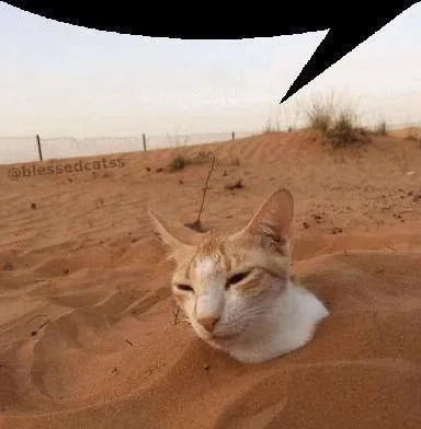 Кот, засыпанный песком