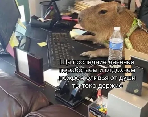 Капибара держится на работе