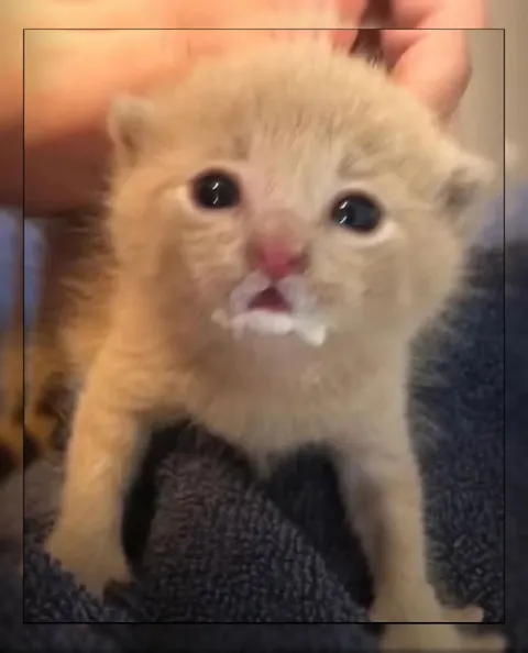 Удивлённый рыжий котёнок