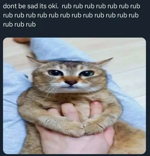 Rub Rub Rub Sad Cat