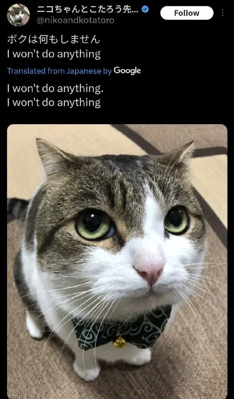 何もしない猫