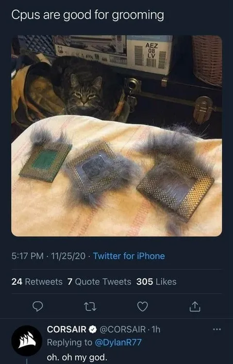 Cats Are Good for Grooming