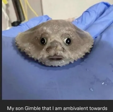 My Son Gimble