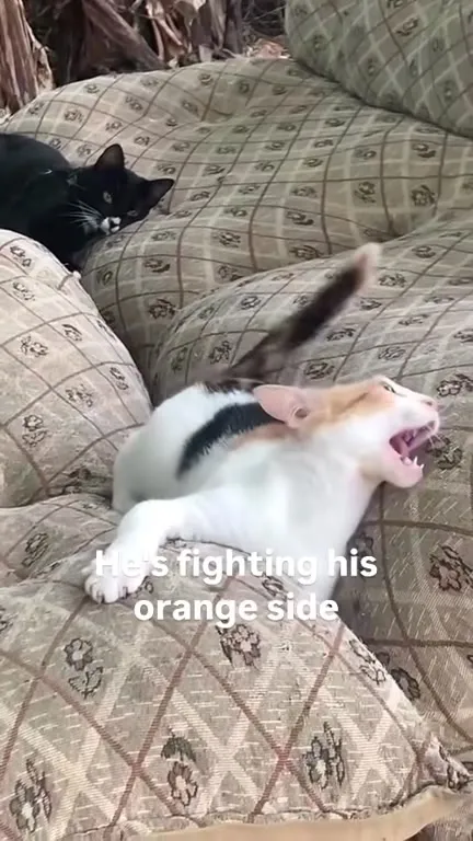 Cat Fighting His Orange Side