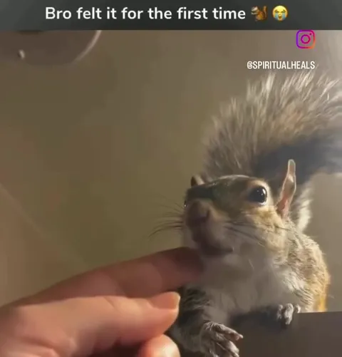 Squirrel Feels It for the First Time