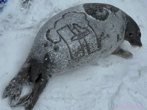Тюлень-танк на снегу