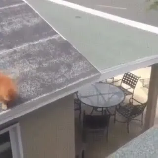 Кот прыгает с крыши