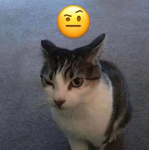 Кот с выражением безразличия