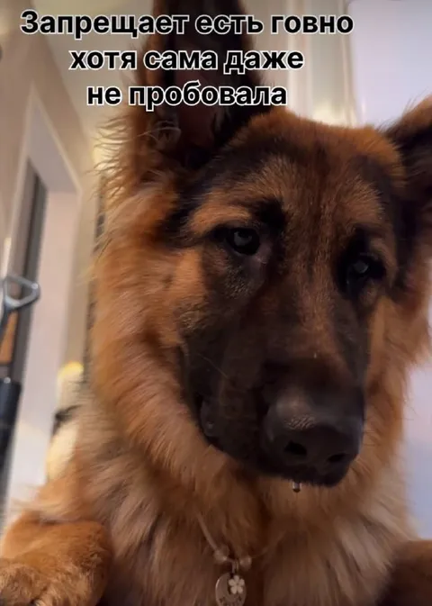 Запрещает есть говно